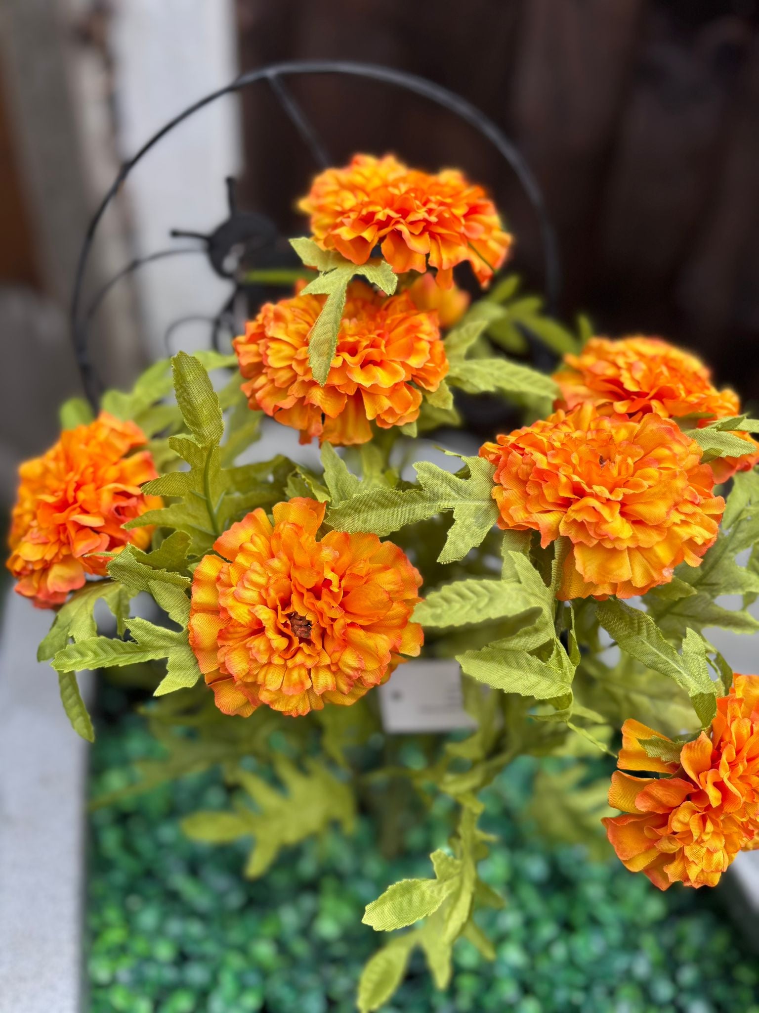 Marigold bush