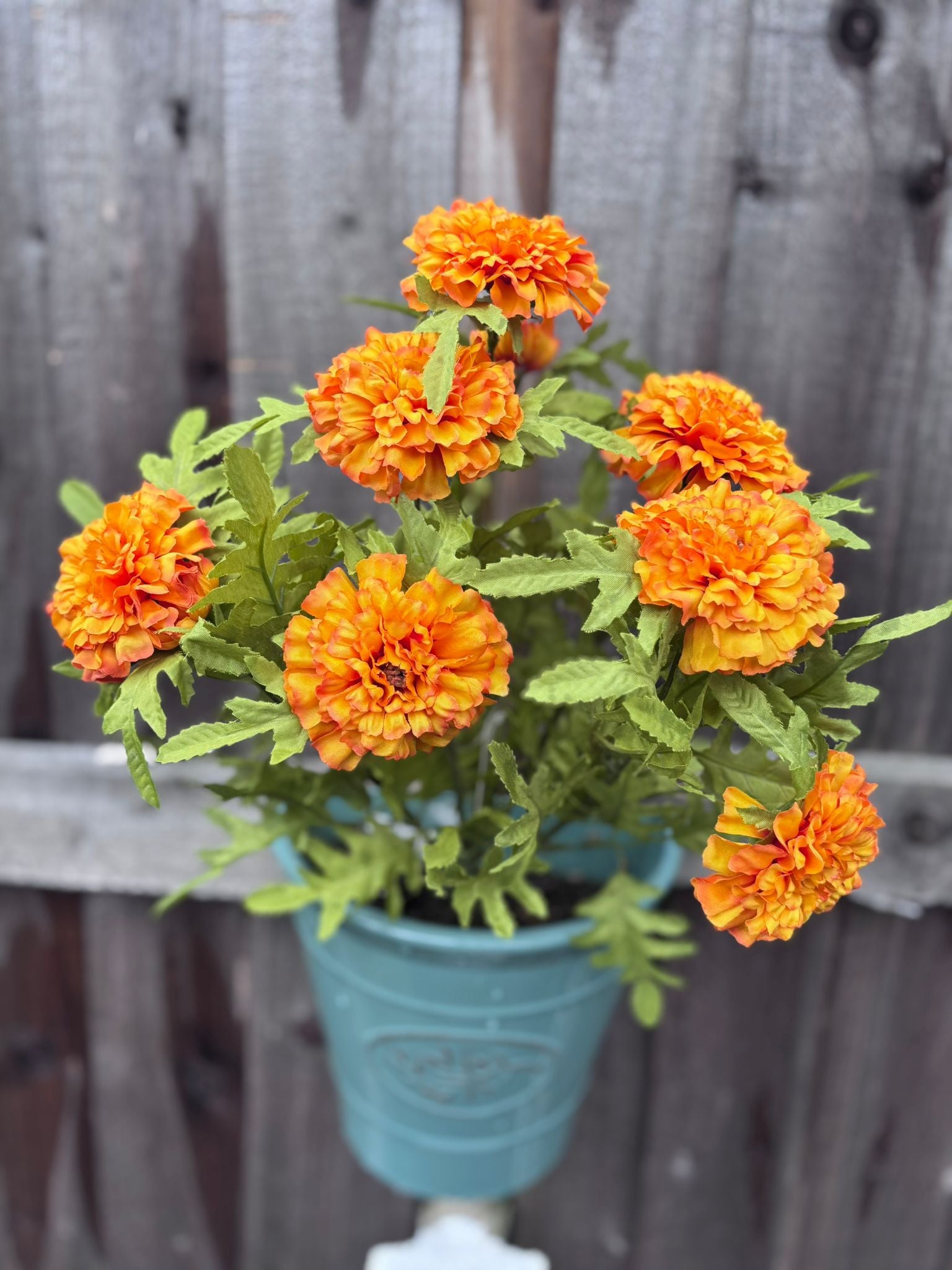 Marigold bush
